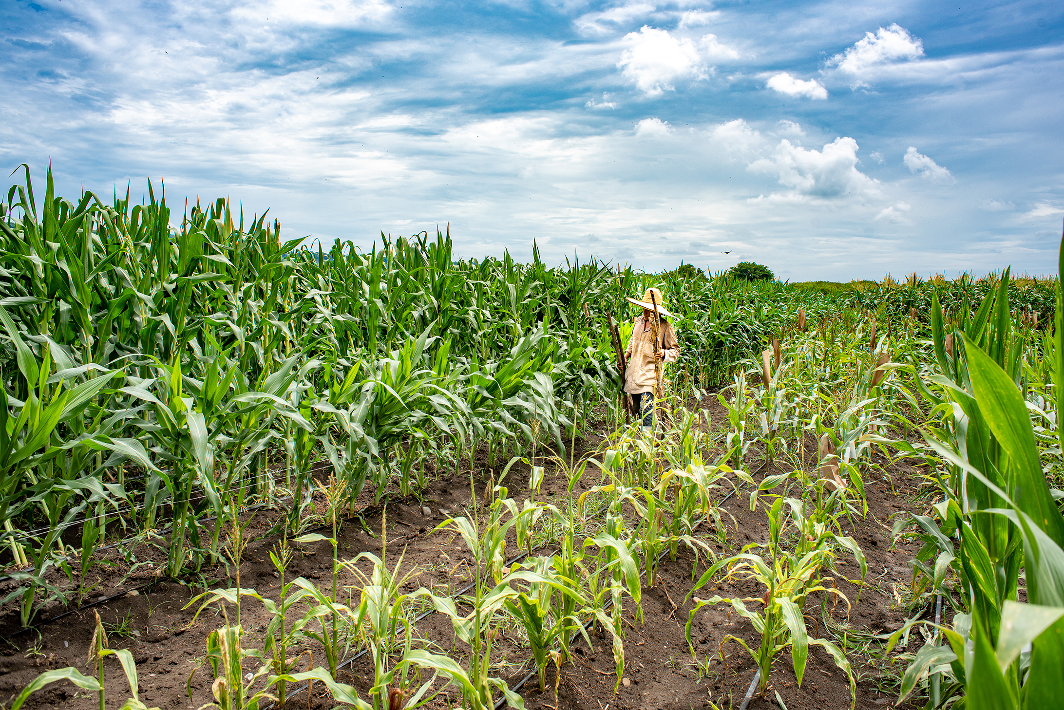 African Innovations in Agriculture