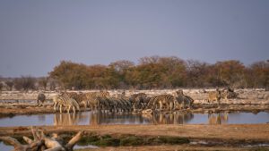 Protecting Africa's Wildlife