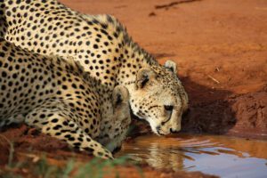 The Role of Wildlife in African