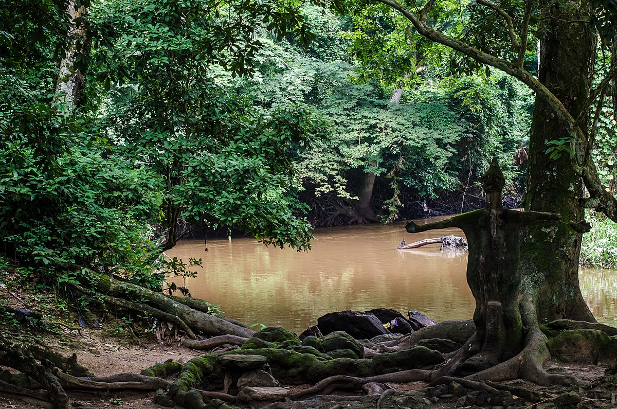 The Sacred Forests of Africa